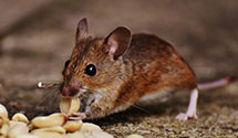 24 Hour & Emergency Exterminators in New Truxton, MO